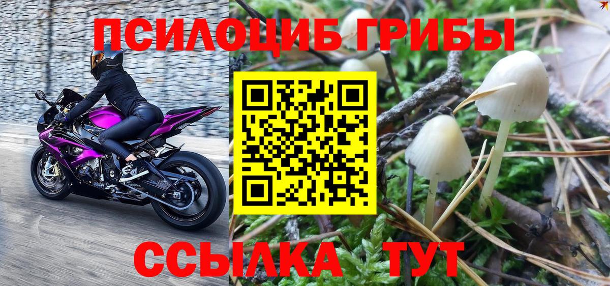 Алексеевка  Псилоцибиновые грибы MAGIC MUSHROOMS  Вход с VPN 